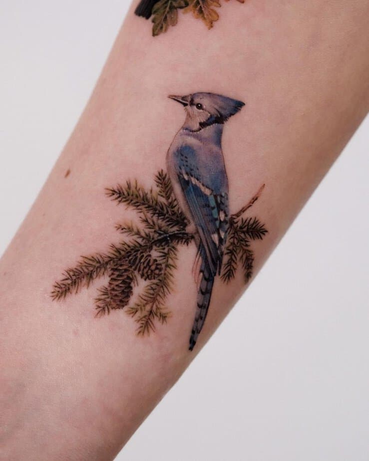 Blue jay and spruce