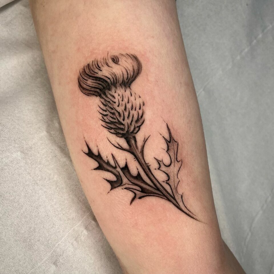 Thistle Tattoo Black And White Symbolism Style And Placement Guide