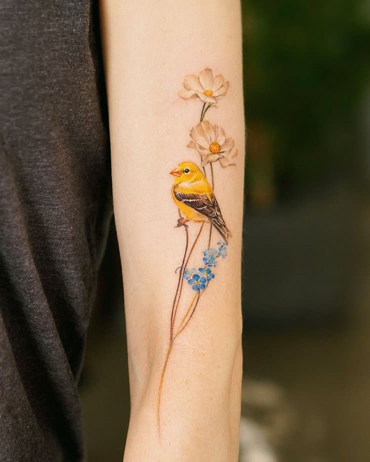 Goldfinch on white cosmos