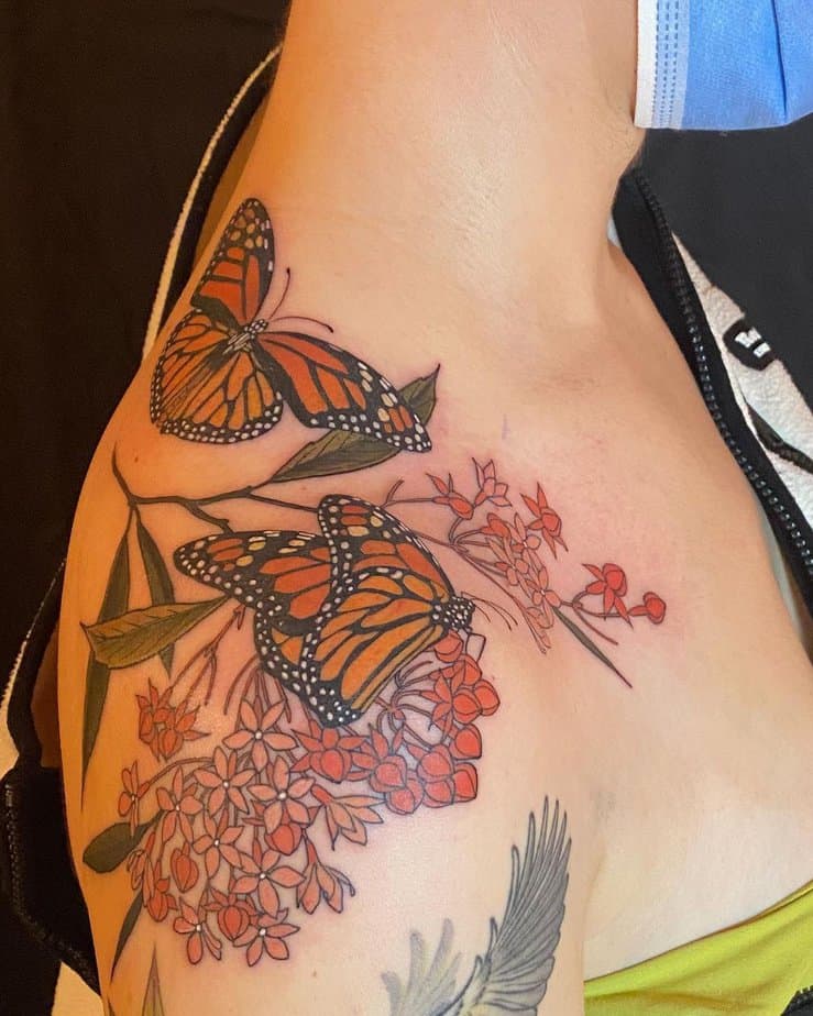 Monarch butterflies and milkweed