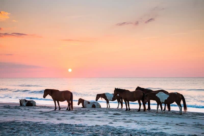 Assateague Island National Seashore (Maryland/Virginia)