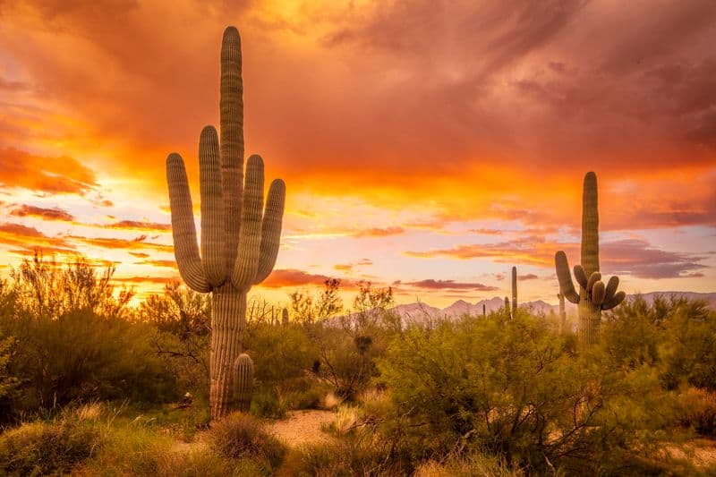 Saguaro National Park – Tucson, Arizona