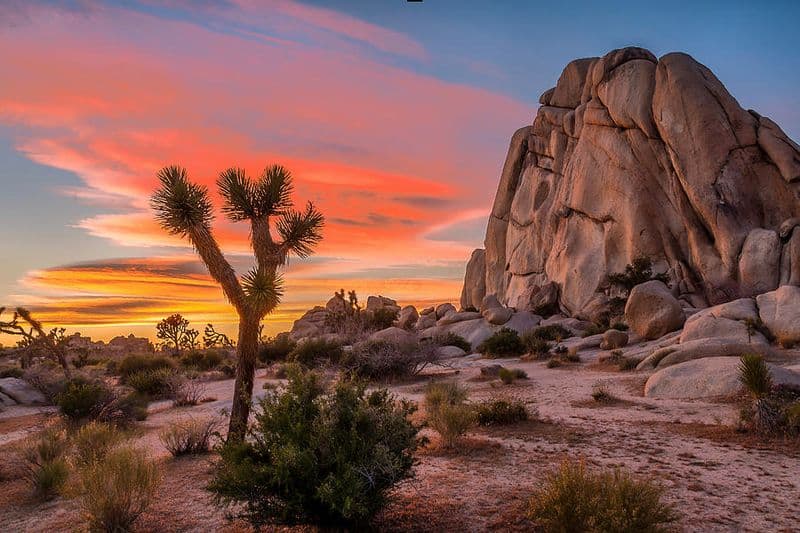 Joshua Tree National Park – California