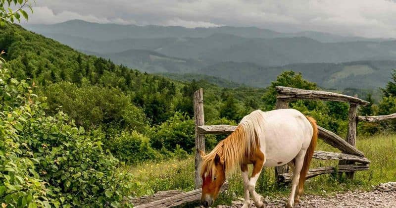 10 Must-See Spots in Wacky and Wonderful Wytheville, Virginia Grayson Highlands State Park