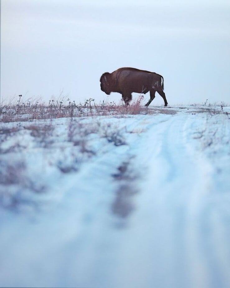 Walk with Bison at Maxwell Wildlife Refuge – Canton