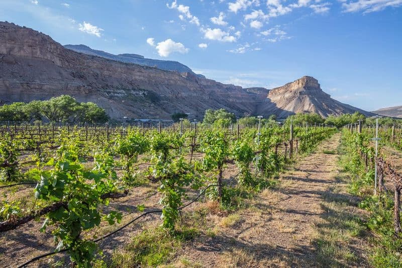 Grand Valley Wine & Craft Beverage Trail