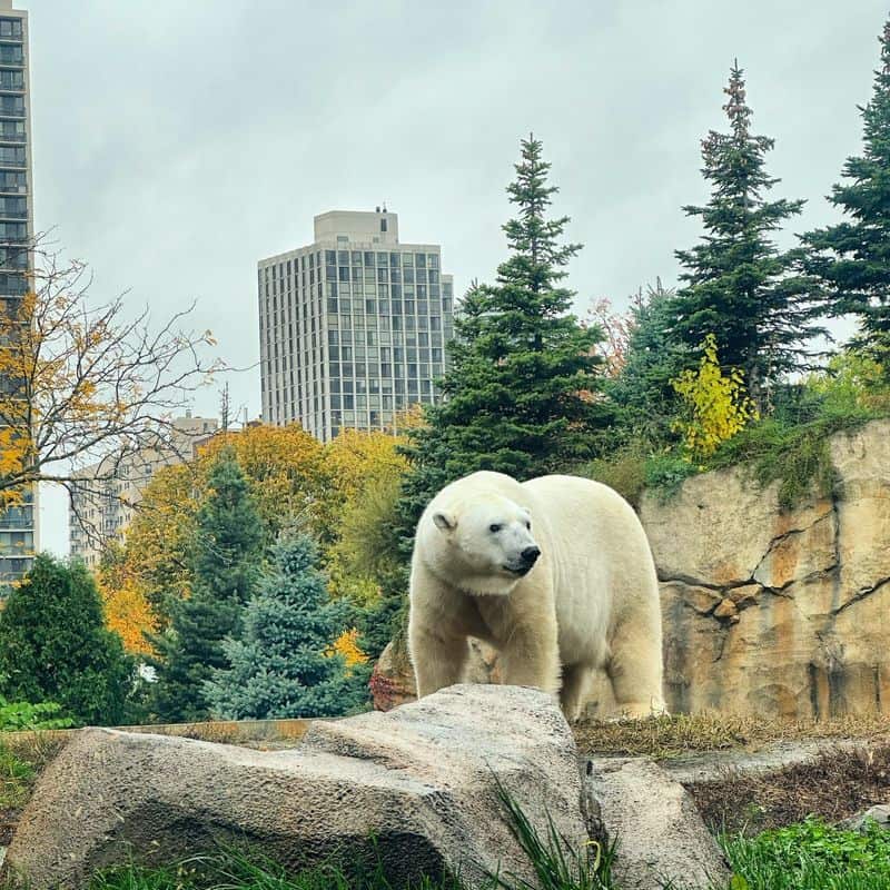 Visit Lincoln Park Zoo