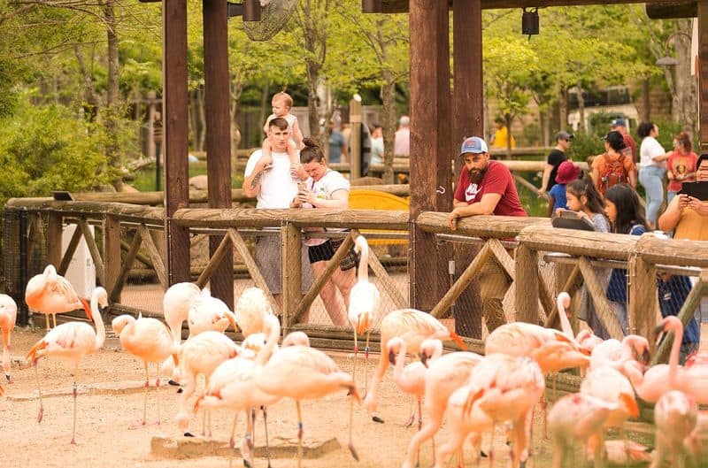 11 Epic Things to Do in Memphis If You've Only Got 48 Hours Experience the Memphis Zoo