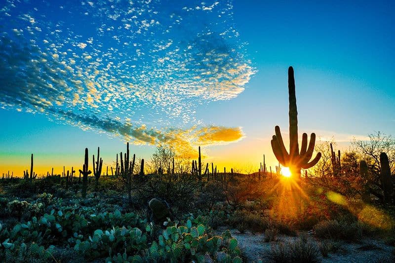 Saguaro National Park – Tucson