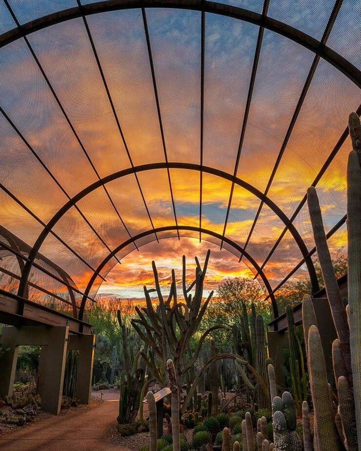 Desert Botanical Garden