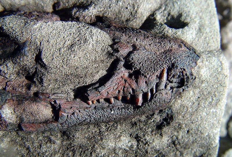 Sunland Park Dinosaur Tracks