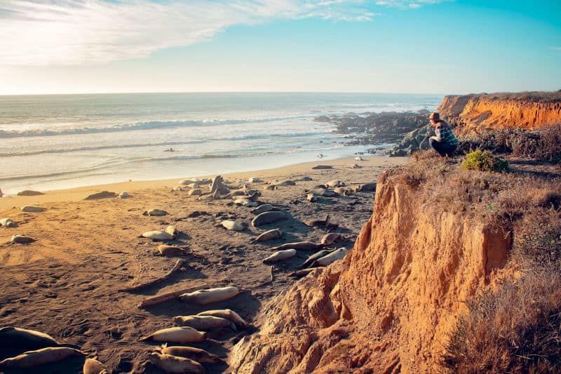 Elephant Seal Vista Point – Piedras Blancas