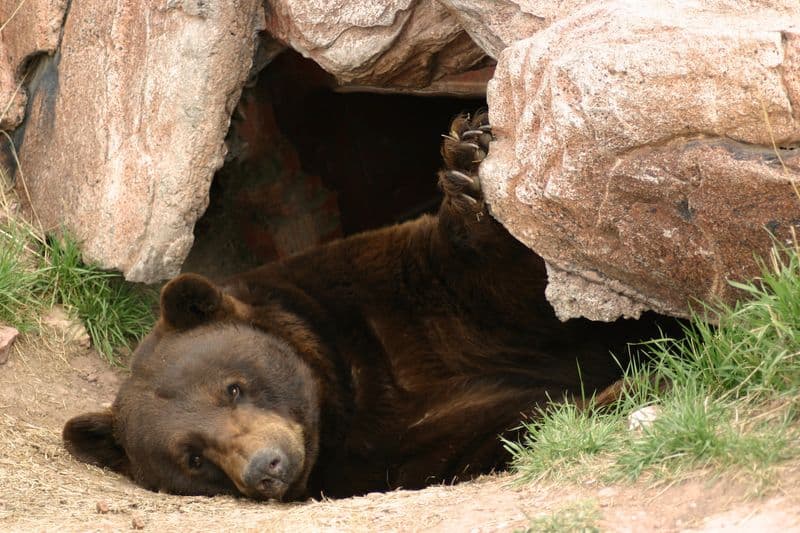 Bear Country USA (Rapid City)