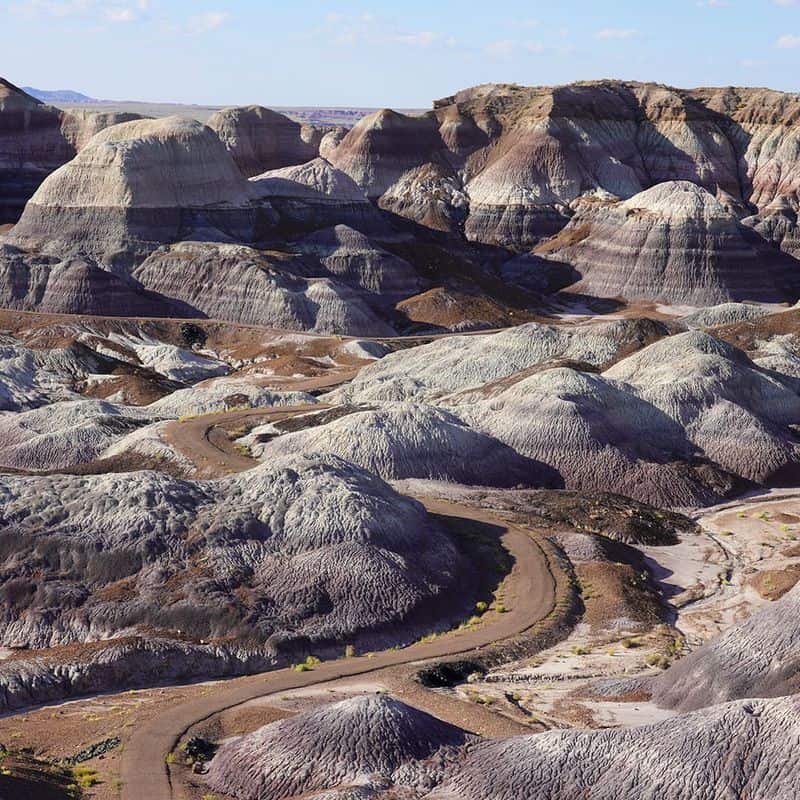 Petrified Forest of the Black Hills