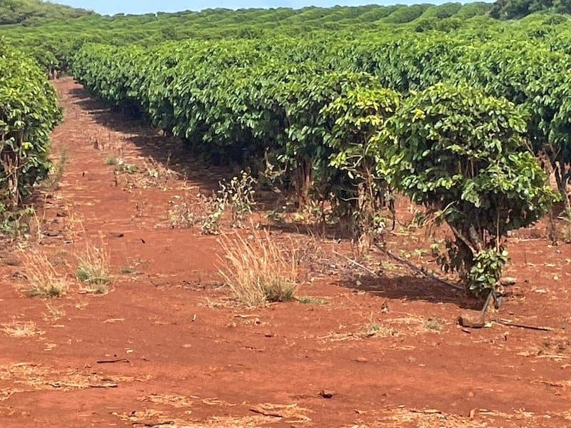 Take a Coffee Tour in the Kauai Highlands