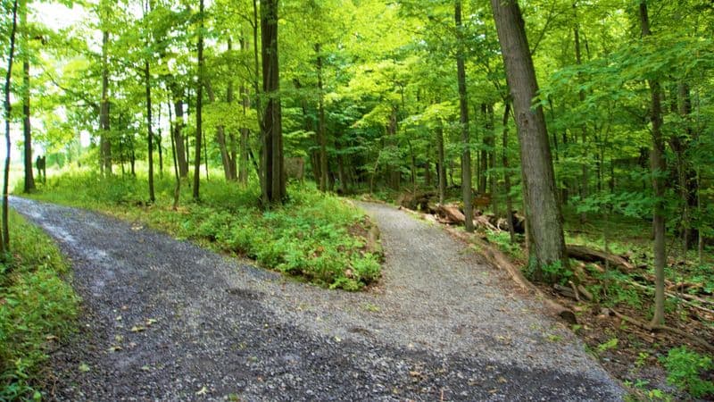 14 Amazing Things to Do in Ithaca, NY That Locals and Visitors Love Cayuga Nature Center & Smith Woods