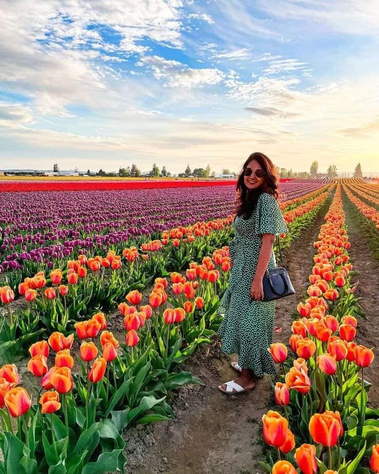 Colorful Fields in Skagit Valley