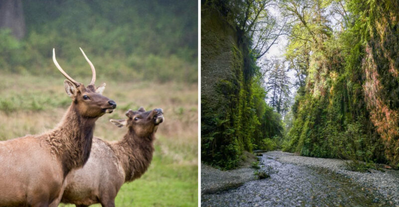 14 Unforgettable Adventures to Have in Redwood National Park