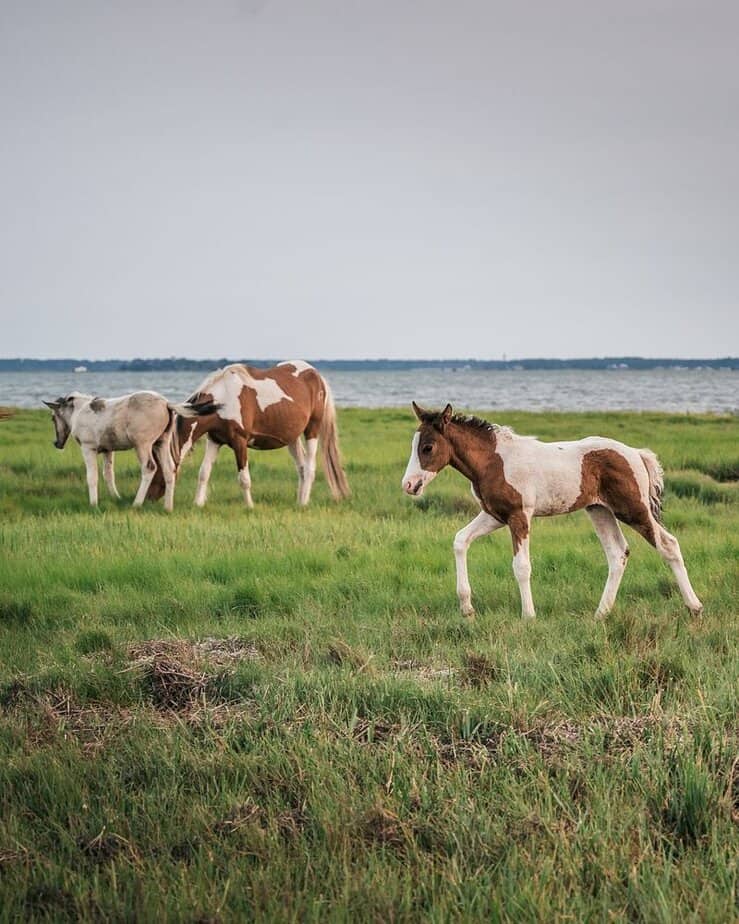15 Incredible Virginia Day Trips You'll Wish You'd Taken Sooner Chincoteague Island