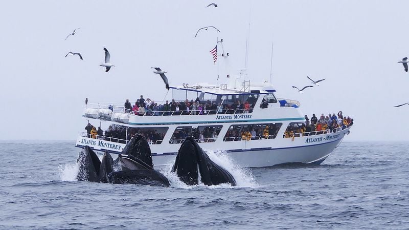 Whale Watching at Fisherman's Wharf or on a Whale Watching Tour