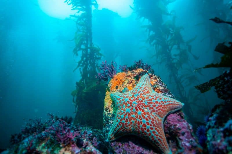 Monterey Bay National Marine Sanctuary