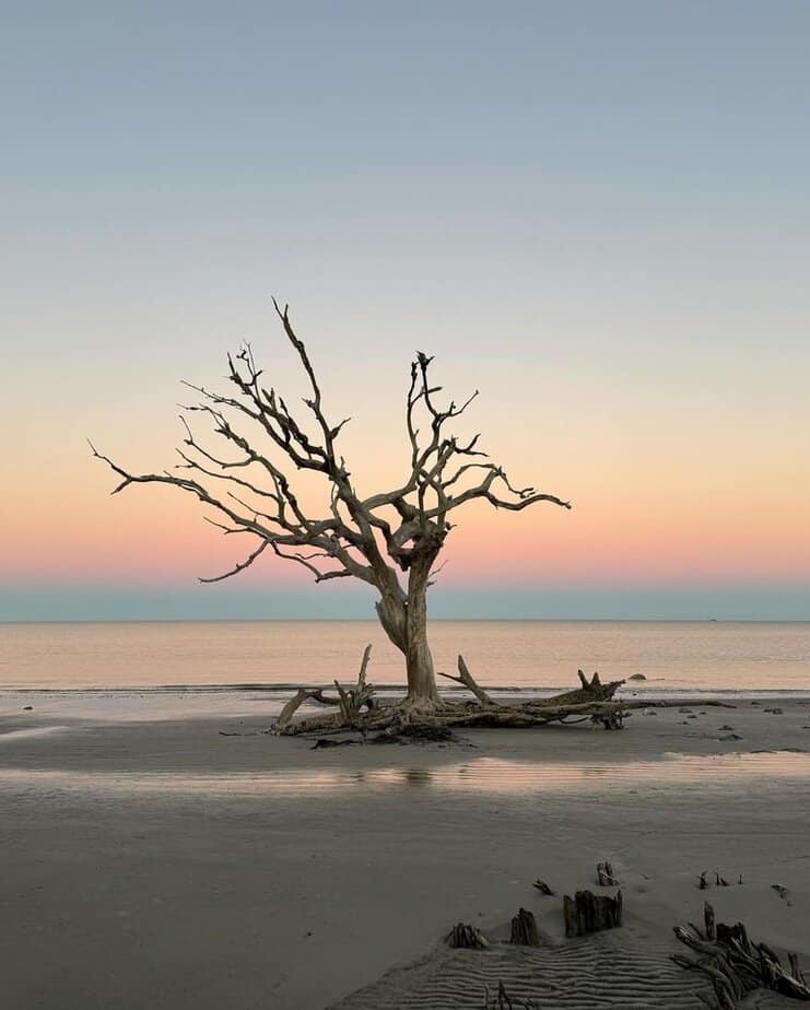 Driftwood Beach, Jekyll Island