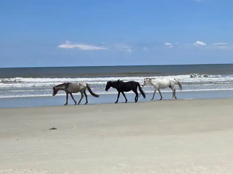 Sea Camp Beach, Cumberland Island