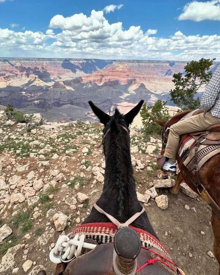7 Amazing Things to Do at the Grand Canyon (Besides Just Staring at It) Ride a Mule into the Canyon