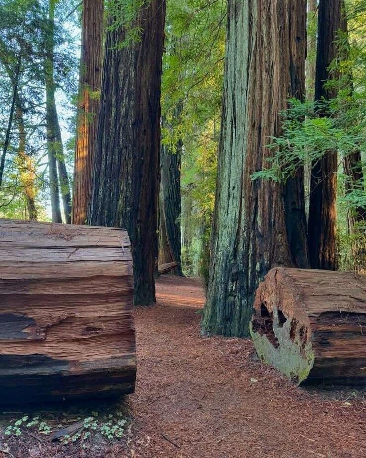 Jedediah Smith Redwoods State Park – Near Crescent City