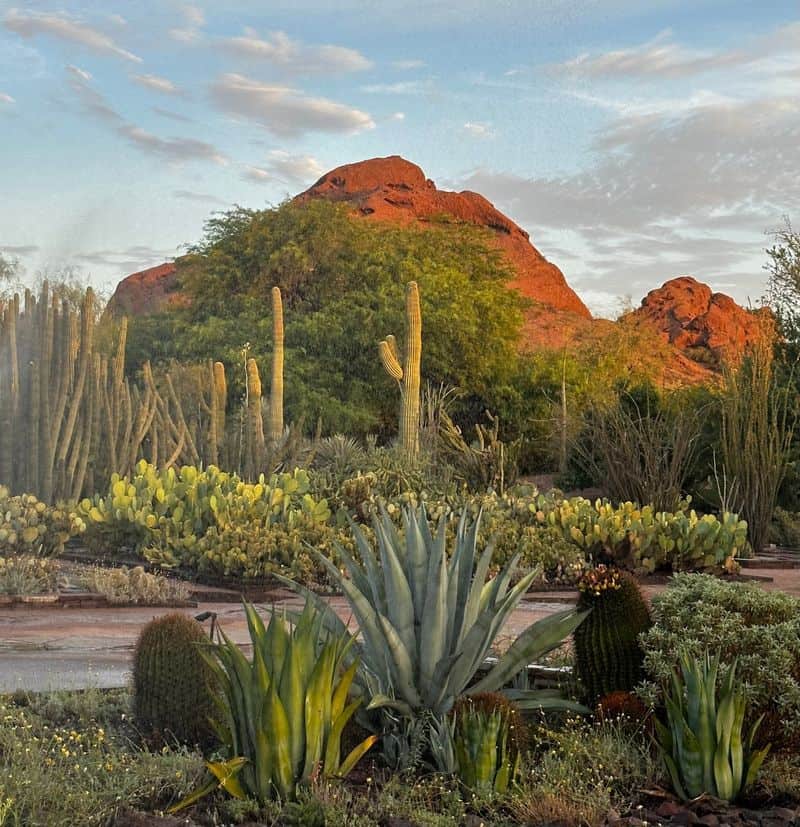 Desert Botanical Garden