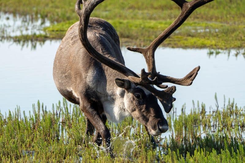 San Luis National Wildlife Refuge
