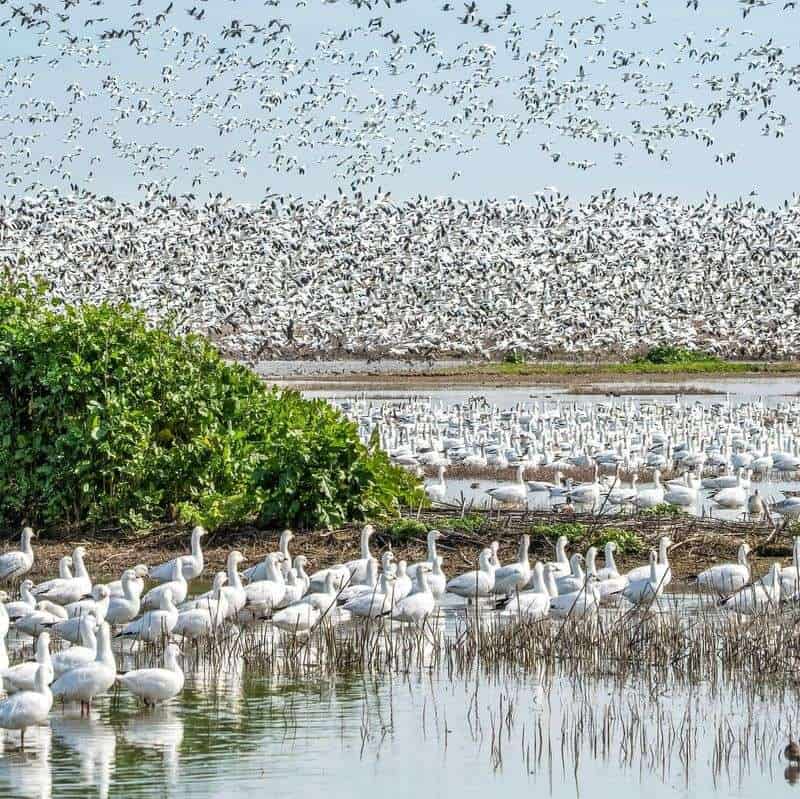 Merced National Wildlife Refuge