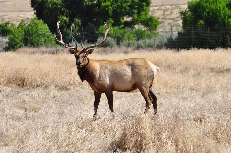 Tule Elk State Natural Reserve