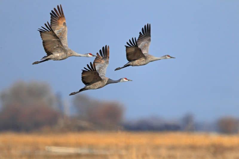 Pixley National Wildlife Refuge