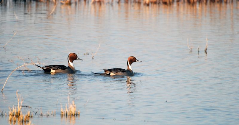 Kern National Wildlife Refuge