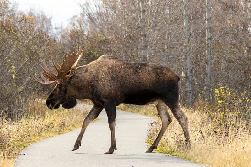 Unmatched Wildlife Encounters