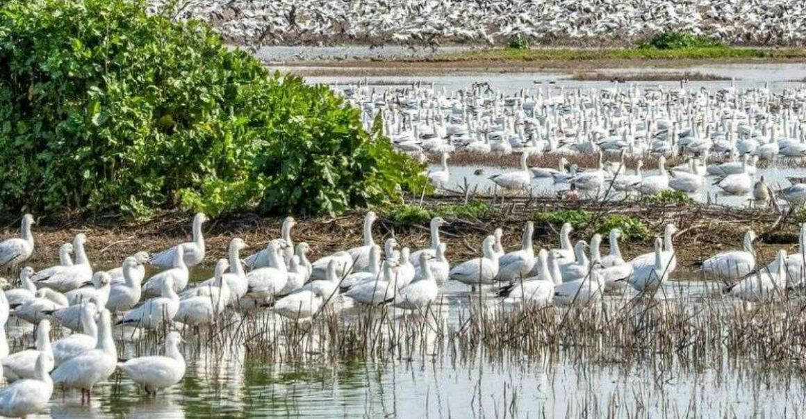 7 Incredible Central California Wildlife Refuges You Can Explore Without Leaving Your Car