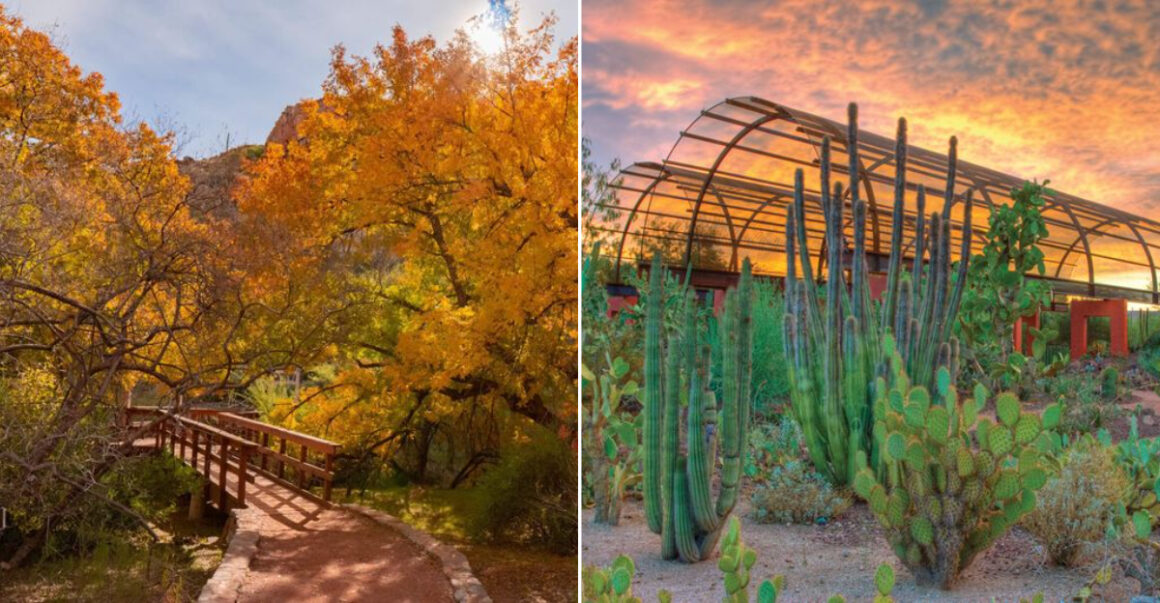 8 must see outdoor museums and gardens in greater phoenix