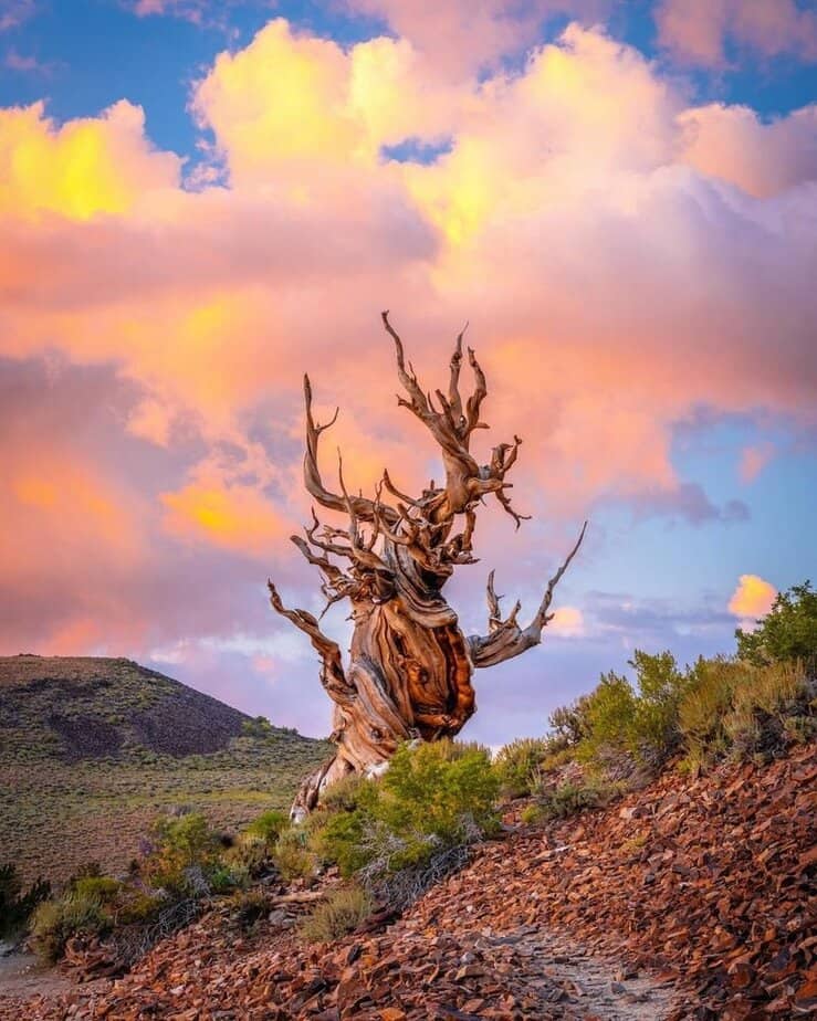 Ancient Bristlecone Pine Forest