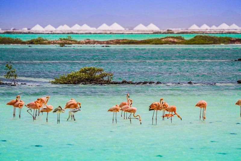 Incredible Flamingo and Wildlife Watching