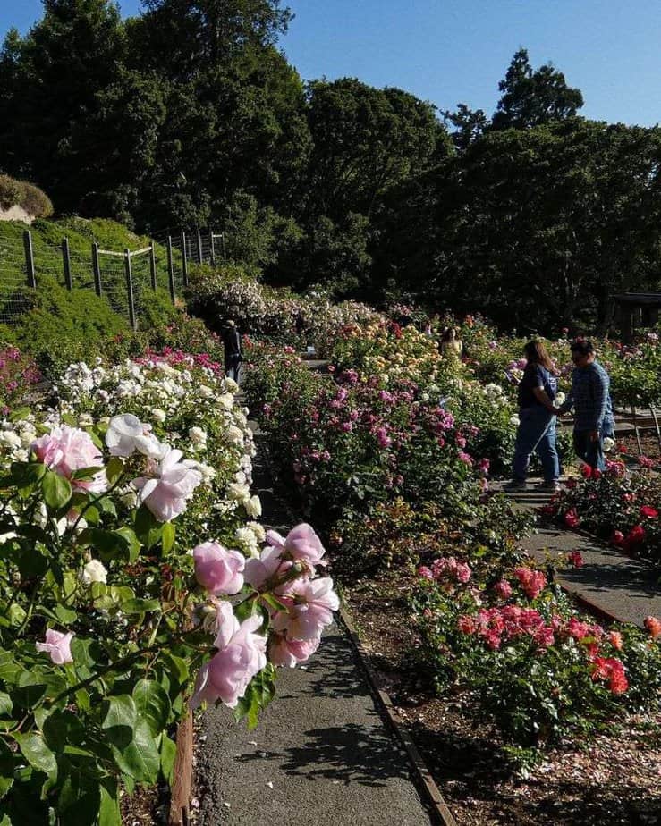 Wander Through the Berkeley Rose Garden
