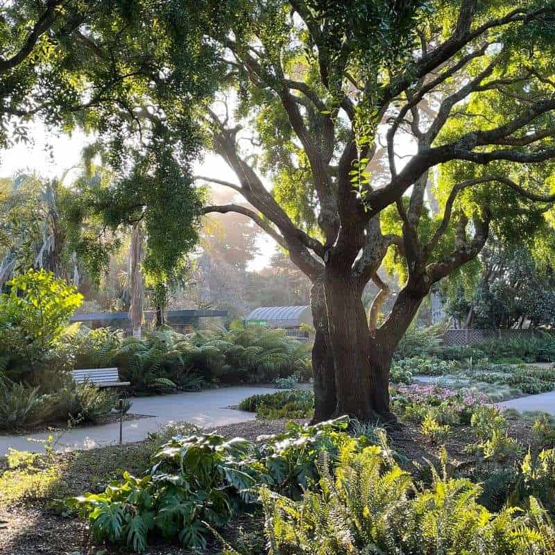 Explore the Botanical Garden at UC Berkeley