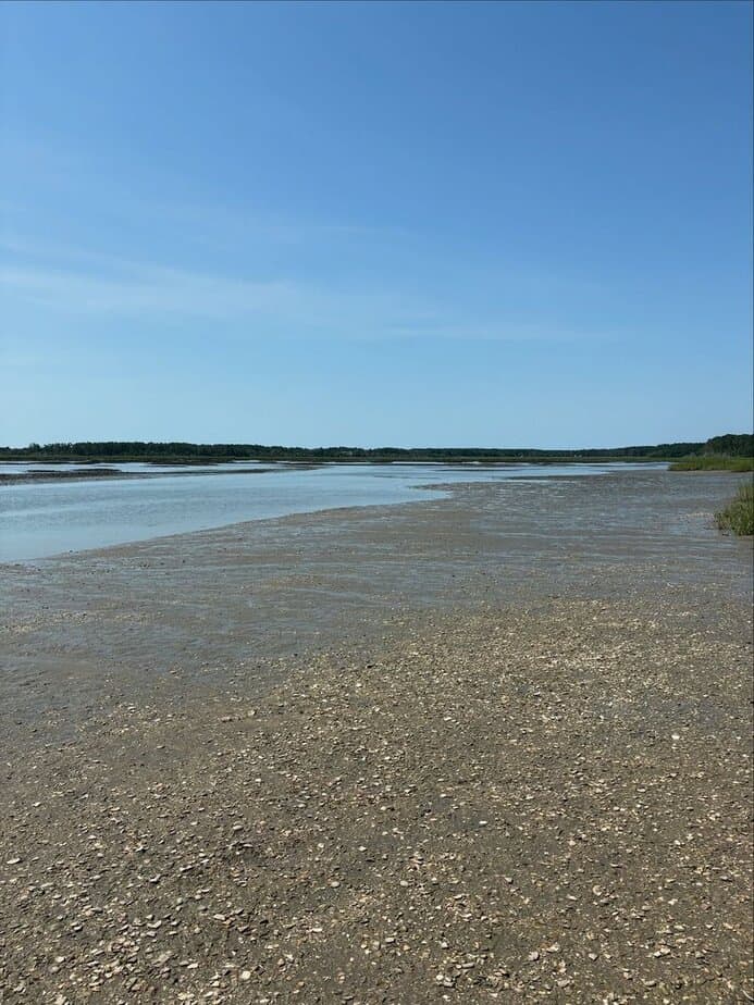 Go Shell Hunting at Huntington Beach State Park (Free with Park Pass or Discount Days)