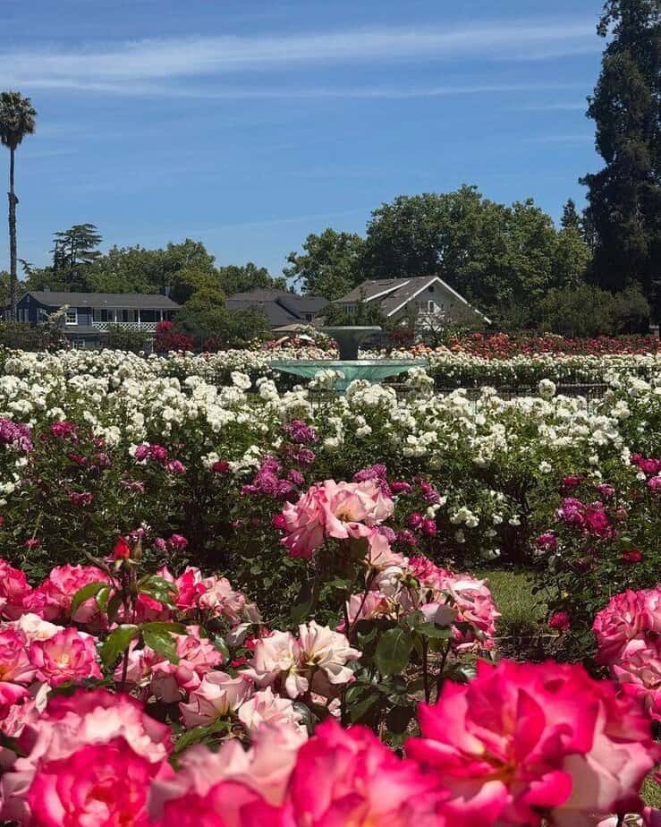 10 San Jose Parks Where You Can Escape the City Hustle and Relax Municipal Rose Garden