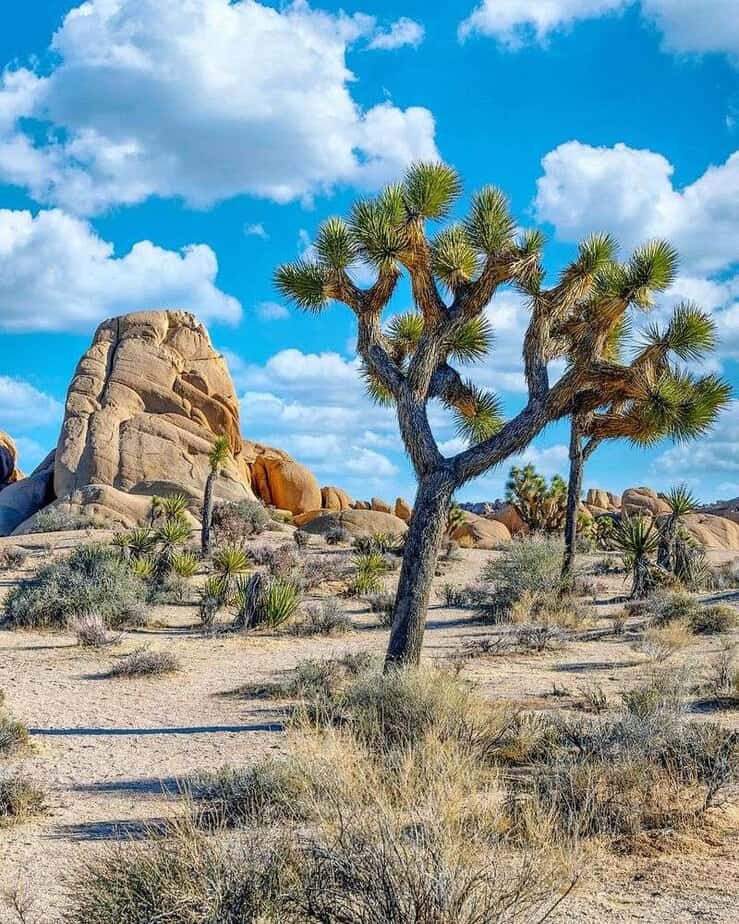 Joshua Tree National Park