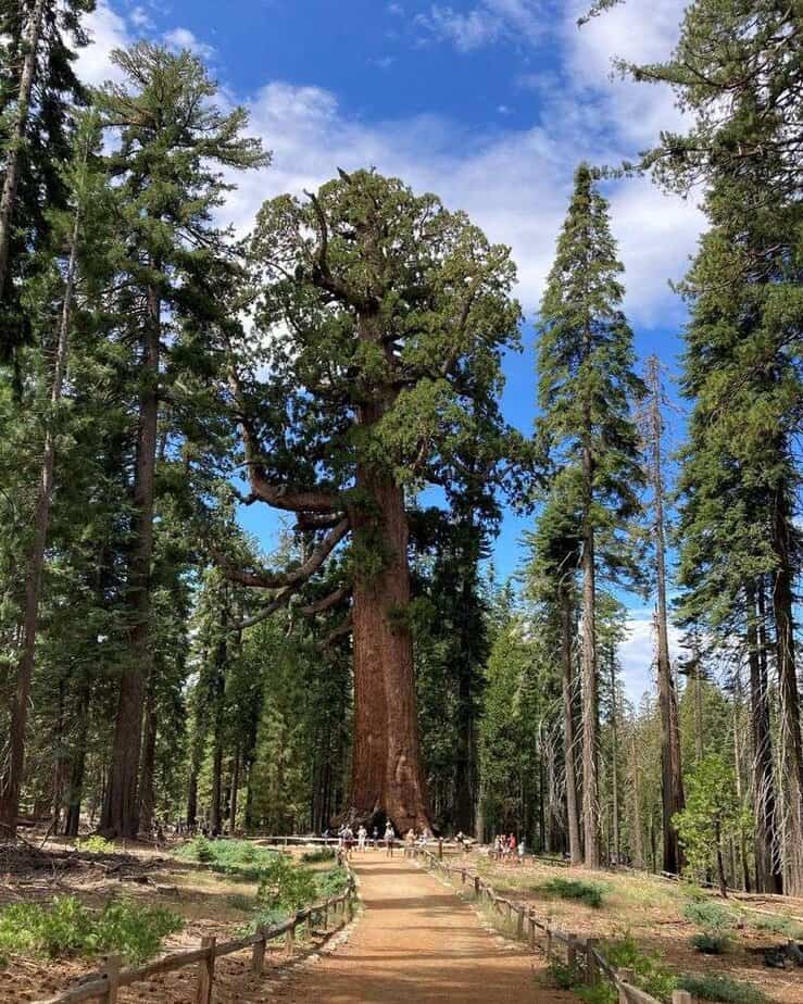 10 Stunning Places in Yosemite National Park That Will Take Your Breath Away Mariposa Grove of Giant Sequoias