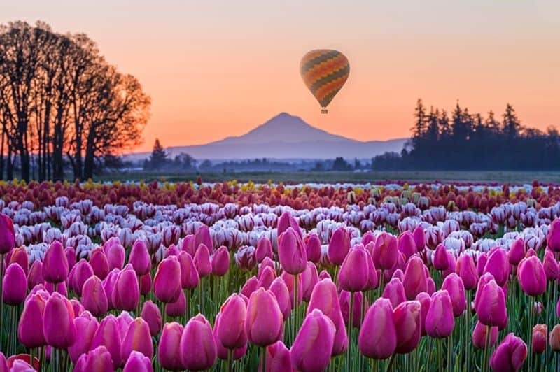 Wooden Shoe Tulip Farm, Woodburn, Oregon