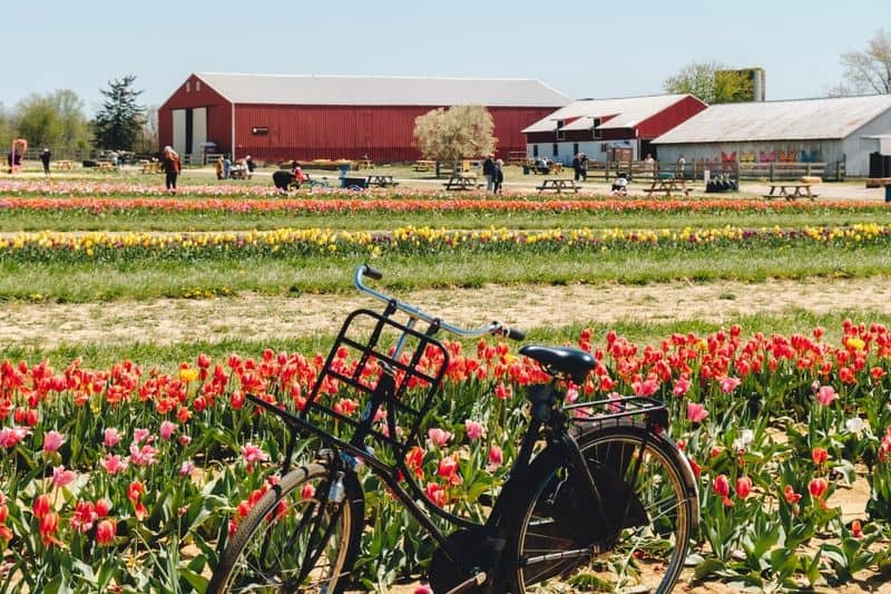 Holland Ridge Farms U-Pick Tulips, Cream Ridge, New Jersey