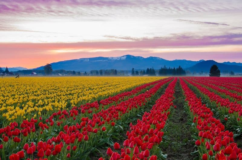 The Tulip Farms, Mount Vernon, Washington