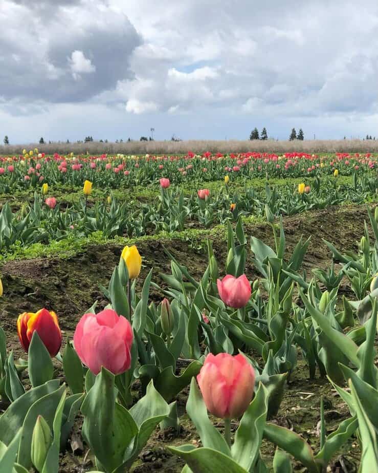 Dutch Hollow Farms, Modesto, California